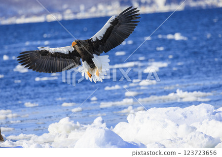 King of the sea, messenger of drift ice, Steller's sea eagle, photographed in Rausu Town, Menashi District, Hokkaido King of the sea, messenger of drift ice, Steller's sea eagle, photographed in Rausu Town, Menashi District, Hokkaido 123723656