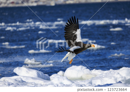 King of the sea, messenger of drift ice, Steller's sea eagle, photographed in Rausu Town, Menashi District, Hokkaido King of the sea, messenger of drift ice, Steller's sea eagle, photographed in Rausu Town, Menashi District, Hokkaido 123723664