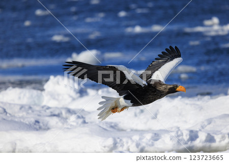King of the sea, messenger of drift ice, Steller's sea eagle, photographed in Rausu Town, Menashi District, Hokkaido King of the sea, messenger of drift ice, Steller's sea eagle, photographed in Rausu Town, Menashi District, Hokkaido 123723665