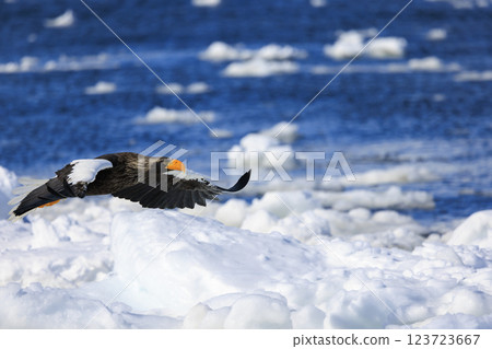 King of the sea, messenger of drift ice, Steller's sea eagle, photographed in Rausu Town, Menashi District, Hokkaido 123723667