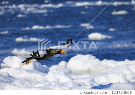 海上之王、流冰使者、虎頭海雕,拍攝於北海道目梨郡羅臼町 海上之王、流冰使者、虎頭海雕,拍攝於北海道目梨郡羅臼町 123723668