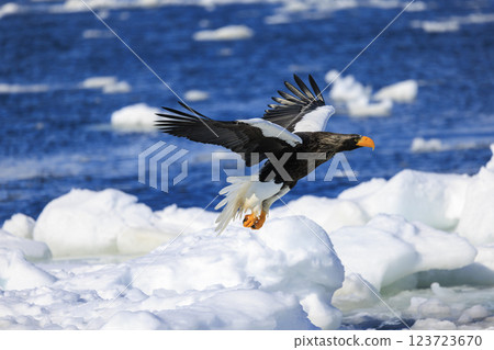 King of the sea, messenger of drift ice, Steller's sea eagle, photographed in Rausu Town, Menashi District, Hokkaido King of the sea, messenger of drift ice, Steller's sea eagle, photographed in Rausu Town, Menashi District, Hokkaido 123723670