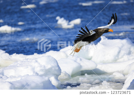 King of the sea, messenger of drift ice, Steller's sea eagle, photographed in Rausu Town, Menashi District, Hokkaido King of the sea, messenger of drift ice, Steller's sea eagle, photographed in Rausu Town, Menashi District, Hokkaido 123723671
