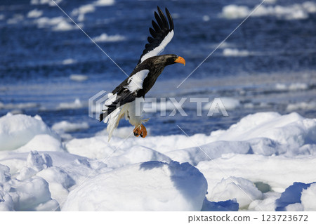 King of the sea, messenger of drift ice, Steller's sea eagle, photographed in Rausu Town, Menashi District, Hokkaido 123723672