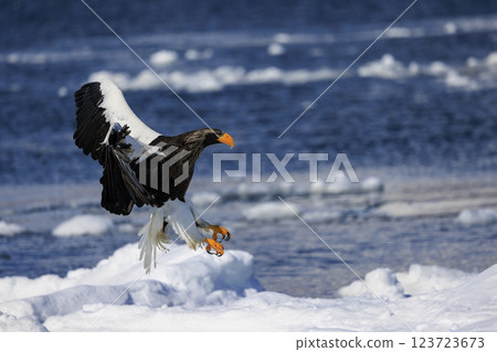 King of the sea, messenger of drift ice, Steller's sea eagle, photographed in Rausu Town, Menashi District, Hokkaido King of the sea, messenger of drift ice, Steller's sea eagle, photographed in Rausu Town, Menashi District, Hokkaido 123723673