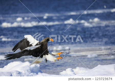 海上之王、流冰使者、虎頭海雕,拍攝於北海道目梨郡羅臼町 海上之王、流冰使者、虎頭海雕,拍攝於北海道目梨郡羅臼町 123723674
