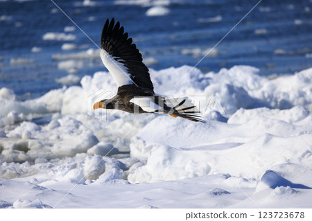 King of the sea, messenger of drift ice, Steller's sea eagle, photographed in Rausu Town, Menashi District, Hokkaido 123723678