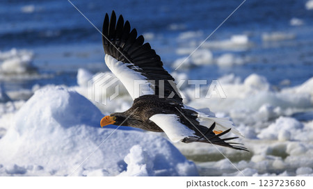 King of the sea, messenger of drift ice, Steller's sea eagle, photographed in Rausu Town, Menashi District, Hokkaido 123723680