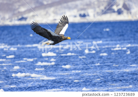King of the sea, messenger of drift ice, Steller's sea eagle, photographed in Rausu Town, Menashi District, Hokkaido King of the sea, messenger of drift ice, Steller's sea eagle, photographed in Rausu Town, Menashi District, Hokkaido 123723689