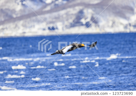 King of the sea, messenger of drift ice, Steller's sea eagle, photographed in Rausu Town, Menashi District, Hokkaido King of the sea, messenger of drift ice, Steller's sea eagle, photographed in Rausu Town, Menashi District, Hokkaido 123723690