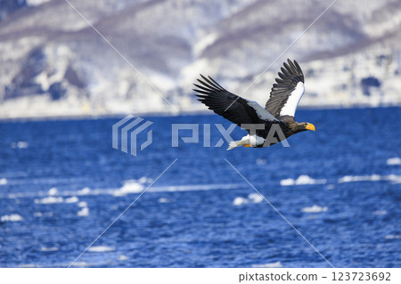 King of the sea, messenger of drift ice, Steller's sea eagle, photographed in Rausu Town, Menashi District, Hokkaido 123723692