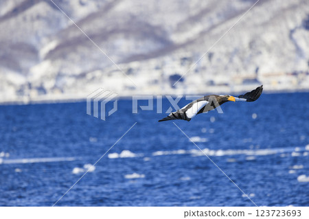 King of the sea, messenger of drift ice, Steller's sea eagle, photographed in Rausu Town, Menashi District, Hokkaido King of the sea, messenger of drift ice, Steller's sea eagle, photographed in Rausu Town, Menashi District, Hokkaido 123723693