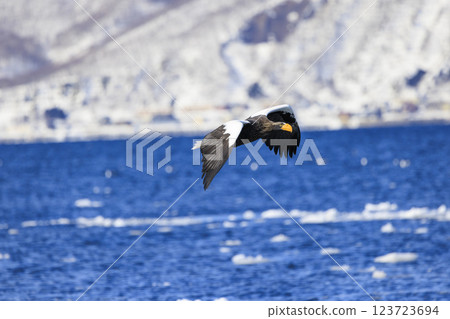 King of the sea, messenger of drift ice, Steller's sea eagle, photographed in Rausu Town, Menashi District, Hokkaido King of the sea, messenger of drift ice, Steller's sea eagle, photographed in Rausu Town, Menashi District, Hokkaido 123723694