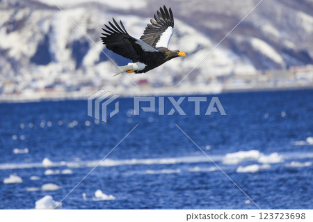 King of the sea, messenger of drift ice, Steller's sea eagle, photographed in Rausu Town, Menashi District, Hokkaido 123723698