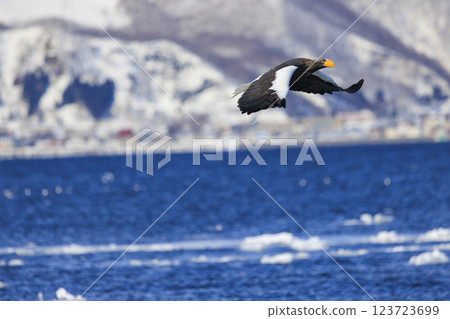 King of the sea, messenger of drift ice, Steller's sea eagle, photographed in Rausu Town, Menashi District, Hokkaido 123723699