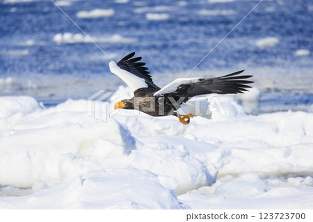 King of the sea, messenger of drift ice, Steller's sea eagle, photographed in Rausu Town, Menashi District, Hokkaido 123723700