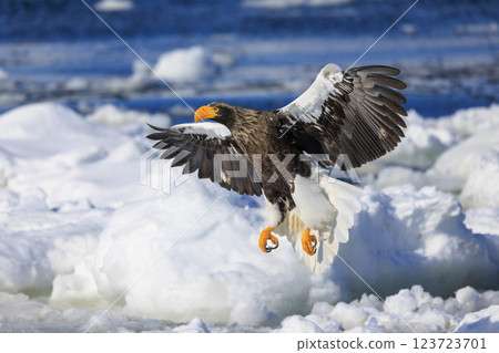 King of the sea, messenger of drift ice, Steller's sea eagle, photographed in Rausu Town, Menashi District, Hokkaido 123723701