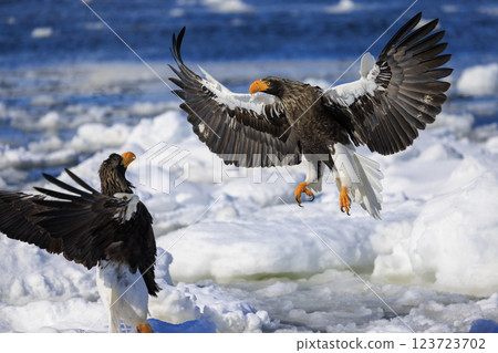 King of the sea, messenger of drift ice, Steller's sea eagle, photographed in Rausu Town, Menashi District, Hokkaido 123723702