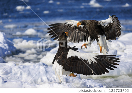 King of the sea, messenger of drift ice, Steller's sea eagle, photographed in Rausu Town, Menashi District, Hokkaido King of the sea, messenger of drift ice, Steller's sea eagle, photographed in Rausu Town, Menashi District, Hokkaido 123723703