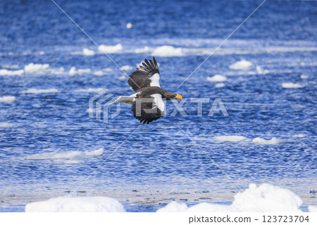King of the sea, messenger of drift ice, Steller's sea eagle, photographed in Rausu Town, Menashi District, Hokkaido King of the sea, messenger of drift ice, Steller's sea eagle, photographed in Rausu Town, Menashi District, Hokkaido 123723704