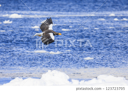King of the sea, messenger of drift ice, Steller's sea eagle, photographed in Rausu Town, Menashi District, Hokkaido 123723705