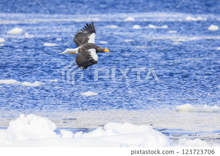 King of the sea, messenger of drift ice, Steller's sea eagle, photographed in Rausu Town, Menashi District, Hokkaido 123723706