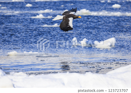 King of the sea, messenger of drift ice, Steller's sea eagle, photographed in Rausu Town, Menashi District, Hokkaido King of the sea, messenger of drift ice, Steller's sea eagle, photographed in Rausu Town, Menashi District, Hokkaido 123723707