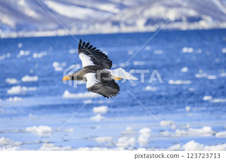 King of the sea, messenger of drift ice, Steller's sea eagle, photographed in Rausu Town, Menashi District, Hokkaido King of the sea, messenger of drift ice, Steller's sea eagle, photographed in Rausu Town, Menashi District, Hokkaido 123723713