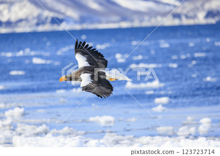 King of the sea, messenger of drift ice, Steller's sea eagle, photographed in Rausu Town, Menashi District, Hokkaido King of the sea, messenger of drift ice, Steller's sea eagle, photographed in Rausu Town, Menashi District, Hokkaido 123723714