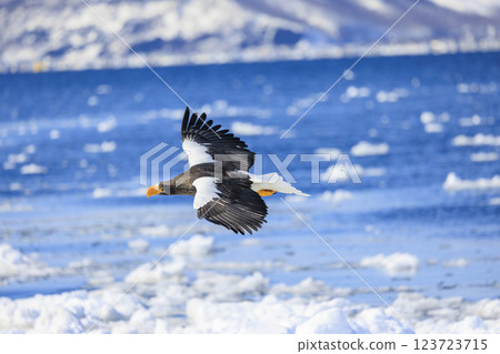 海上之王、流冰使者、虎頭海雕,拍攝於北海道目梨郡羅臼町 海上之王、流冰使者、虎頭海雕,拍攝於北海道目梨郡羅臼町 123723715