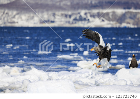 King of the sea, messenger of drift ice, Steller's sea eagle, photographed in Rausu Town, Menashi District, Hokkaido 123723740