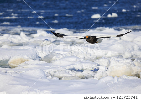 King of the sea, messenger of drift ice, Steller's sea eagle, photographed in Rausu Town, Menashi District, Hokkaido 123723741