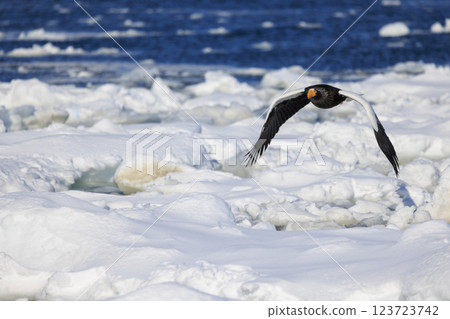 King of the sea, messenger of drift ice, Steller's sea eagle, photographed in Rausu Town, Menashi District, Hokkaido 123723742