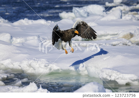 King of the sea, messenger of drift ice, Steller's sea eagle, photographed in Rausu Town, Menashi District, Hokkaido 123723756