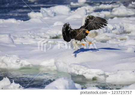 海上之王、流冰使者、虎頭海雕，拍攝於北海道目梨郡羅臼町 123723757