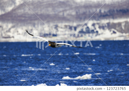 King of the sea, messenger of drift ice, Steller's sea eagle, photographed in Rausu Town, Menashi District, Hokkaido King of the sea, messenger of drift ice, Steller's sea eagle, photographed in Rausu Town, Menashi District, Hokkaido 123723765