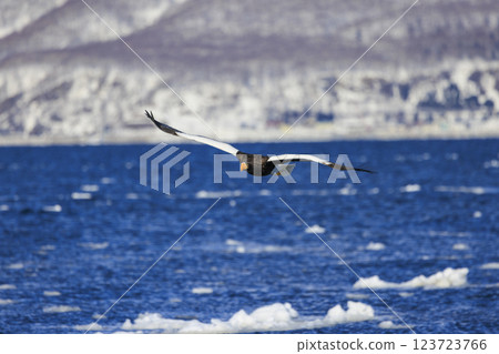 King of the sea, messenger of drift ice, Steller's sea eagle, photographed in Rausu Town, Menashi District, Hokkaido King of the sea, messenger of drift ice, Steller's sea eagle, photographed in Rausu Town, Menashi District, Hokkaido 123723766