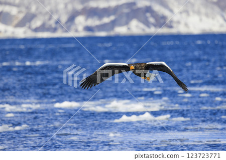King of the sea, messenger of drift ice, Steller's sea eagle, photographed in Rausu Town, Menashi District, Hokkaido King of the sea, messenger of drift ice, Steller's sea eagle, photographed in Rausu Town, Menashi District, Hokkaido 123723771