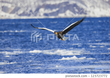 King of the sea, messenger of drift ice, Steller's sea eagle, photographed in Rausu Town, Menashi District, Hokkaido 123723772