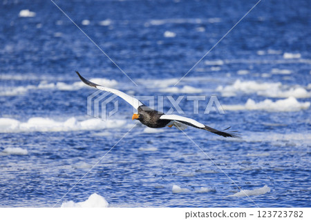 海上之王、流冰使者、虎頭海雕,拍攝於北海道目梨郡羅臼町 海上之王、流冰使者、虎頭海雕,拍攝於北海道目梨郡羅臼町 123723782