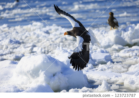King of the sea, messenger of drift ice, Steller's sea eagle, photographed in Rausu Town, Menashi District, Hokkaido King of the sea, messenger of drift ice, Steller's sea eagle, photographed in Rausu Town, Menashi District, Hokkaido 123723787