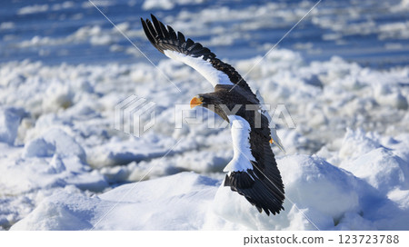 海上之王、流冰使者、虎頭海雕，拍攝於北海道目梨郡羅臼町 123723788