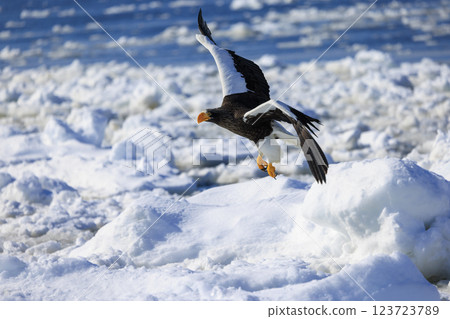 King of the sea, messenger of drift ice, Steller's sea eagle, photographed in Rausu Town, Menashi District, Hokkaido 123723789