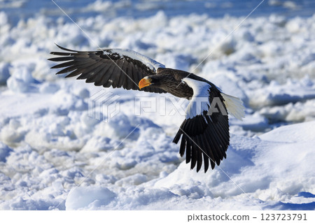 King of the sea, messenger of drift ice, Steller's sea eagle, photographed in Rausu Town, Menashi District, Hokkaido 123723791