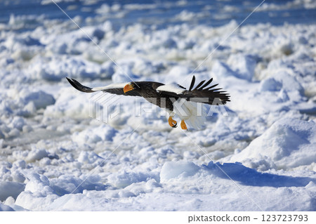 King of the sea, messenger of drift ice, Steller's sea eagle, photographed in Rausu Town, Menashi District, Hokkaido King of the sea, messenger of drift ice, Steller's sea eagle, photographed in Rausu Town, Menashi District, Hokkaido 123723793