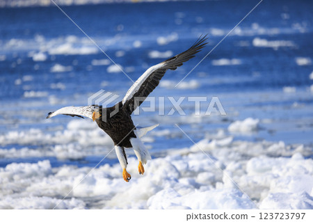 King of the sea, messenger of drift ice, Steller's sea eagle, photographed in Rausu Town, Menashi District, Hokkaido King of the sea, messenger of drift ice, Steller's sea eagle, photographed in Rausu Town, Menashi District, Hokkaido 123723797
