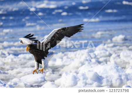 King of the sea, messenger of drift ice, Steller's sea eagle, photographed in Rausu Town, Menashi District, Hokkaido 123723798