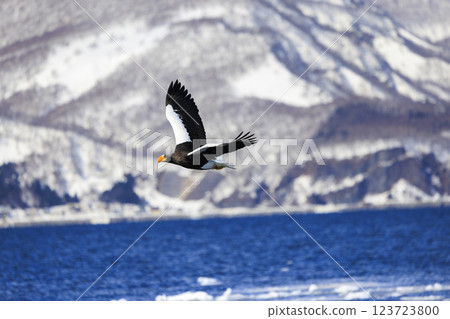 海上之王、流冰使者、虎頭海雕，拍攝於北海道目梨郡羅臼町 123723800