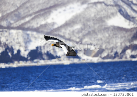 海上之王、流冰使者、虎頭海雕，拍攝於北海道目梨郡羅臼町 123723801