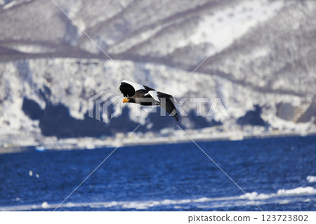 海上之王、流冰使者、虎頭海雕，拍攝於北海道目梨郡羅臼町 123723802